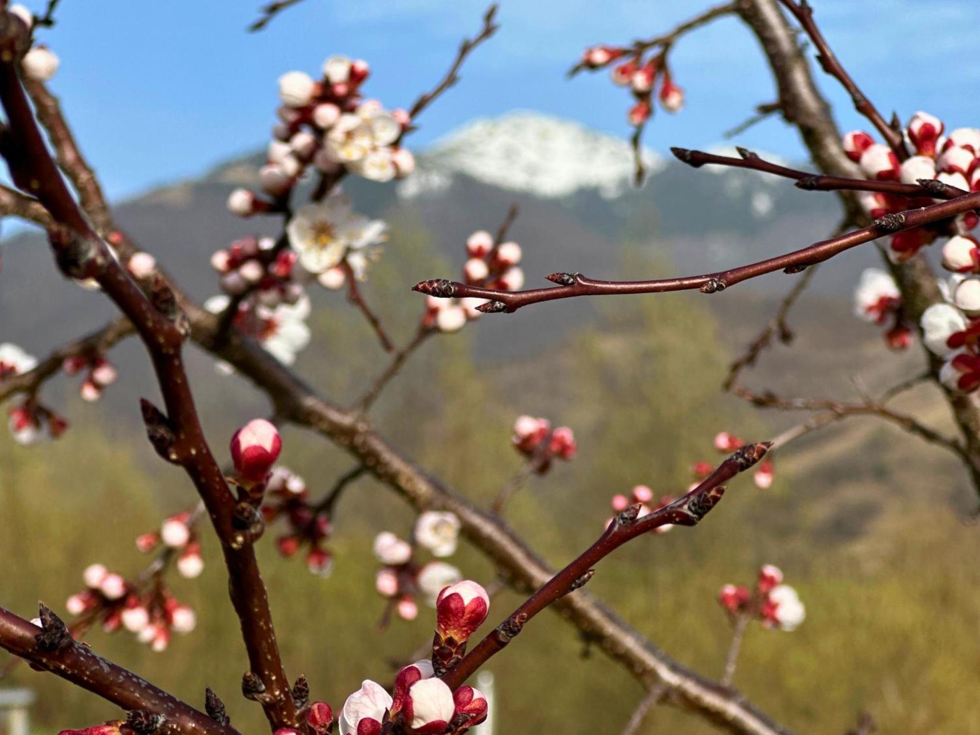 Kolochava Eco Resort Dış mekan fotoğraf